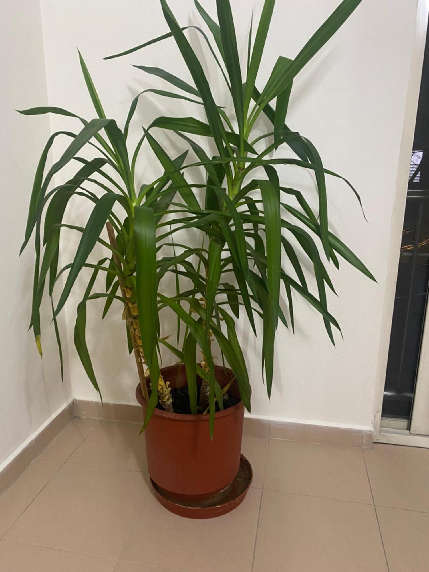 Chlo Apartment 4 Tirane Luaran gambar